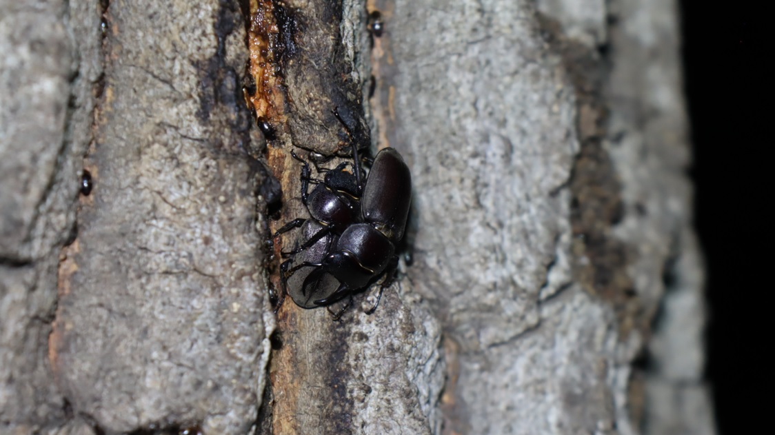 コクワガタのペア_No4のクヌギ_クワガタ達のオアシス_2023年5月18日20時35分 気温25.7度 南風4m